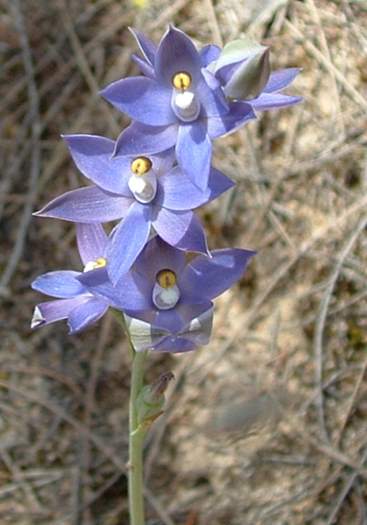 Thelymitra_canaliculata - orchidaceae_sun_scented.jpg